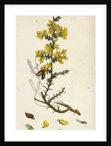 Genista Anglica Needle Furze by Anonymous