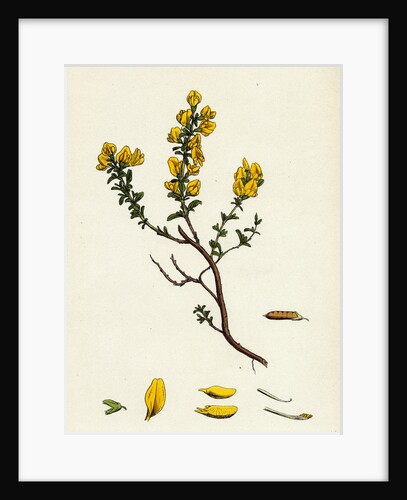 Genista Pilosa Hairy Green-Weed by Anonymous