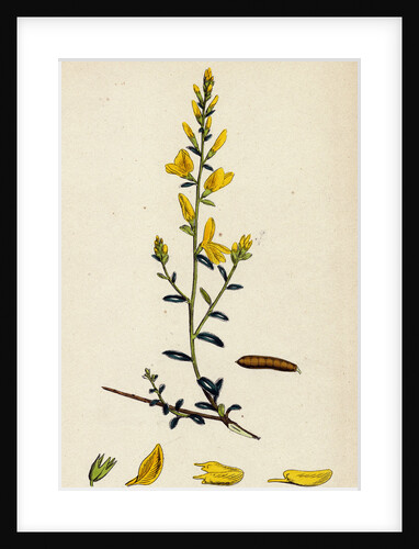 Genista Tinctoria Dyer's Green-Weed by Anonymous