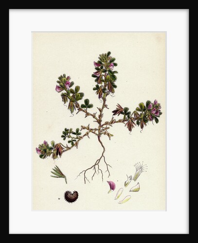 Ononis Reclinata Small Spreading Rest-Harrow by Anonymous