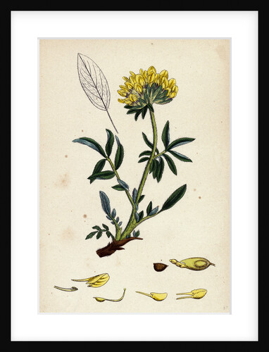 Anthyllis Vulneraria Common Kidney Vetch by Anonymous