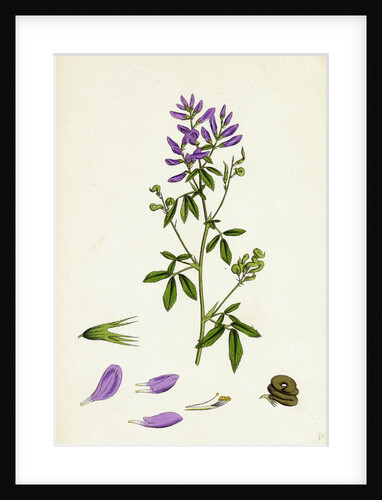 Medicago Sativa Common Lucerne by Anonymous