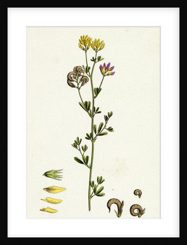 Medicago Sylvestris Fries' Lucerne by Anonymous