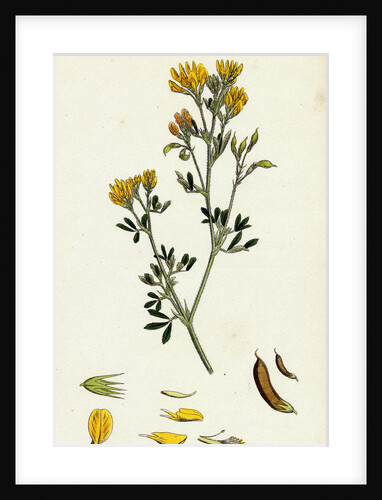 Medicago Eu-Falcata Yellow Lucerne by Anonymous