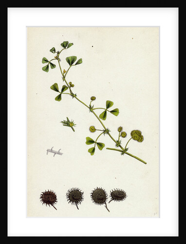 Medicago Denticulata Reticulated Medick by Anonymous