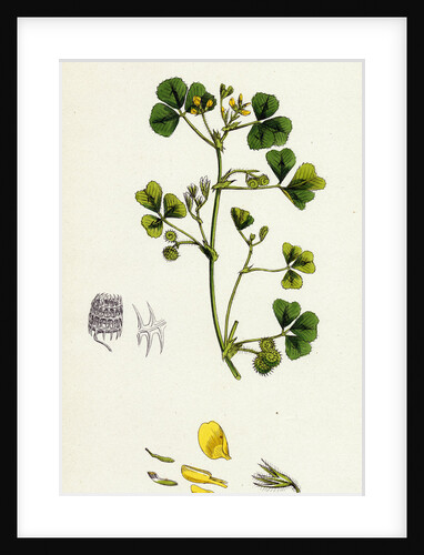 Medicago Maculata Spotted Medick by Anonymous