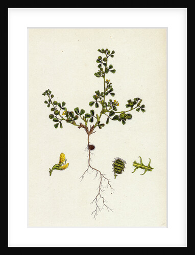 Medicago Minima Little Bur Medick by Anonymous