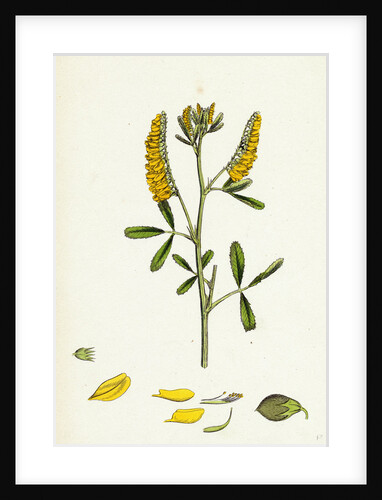 Melilotus Officinalis Common Melilot by Anonymous