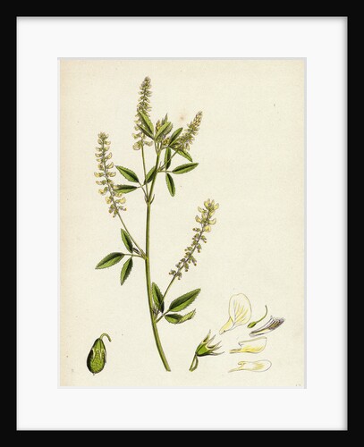 Melilotus Alba White Melilot by Anonymous