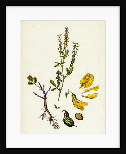 Melilotus Arvensis Field Melilot by Anonymous