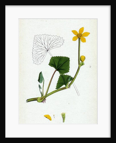 Caltha Radicans Creeping Marsh-Marygold by Anonymous