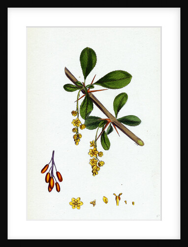 Berberis Vulgaris Common Barberry by Anonymous