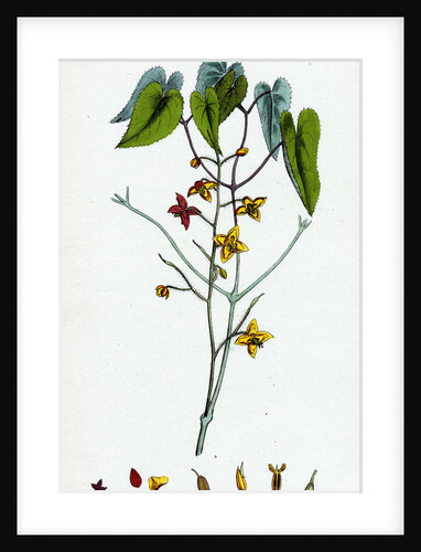 Epimedium Alpinum Alpine Barren Wort by Anonymous