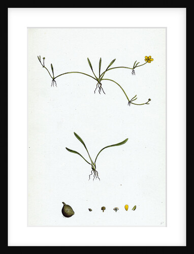 Ranunculus Reptans Creeping Spearwort by Anonymous
