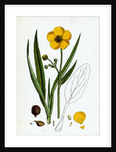 Ranunculus Lingua Greater Spearwort by Anonymous