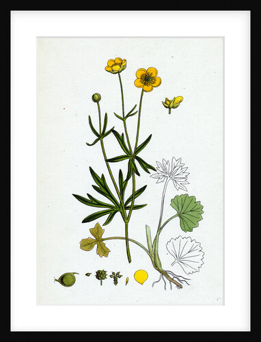 Ranunculus Auricornus Wood Crowfoot by Anonymous