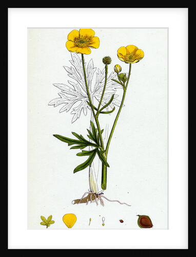 Ranunculus Eu-Acris Upright Meadow Crowfoot by Anonymous