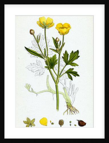 Ranunculus Repens Creeping Crowfoot by Anonymous