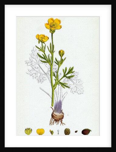 Ranunculus Bulbosus Bulbous Crowfoot by Anonymous