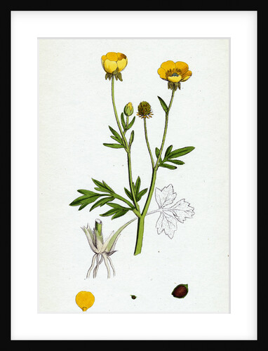 Ranunculus Hirsutus Hairy Crowfoot by Anonymous