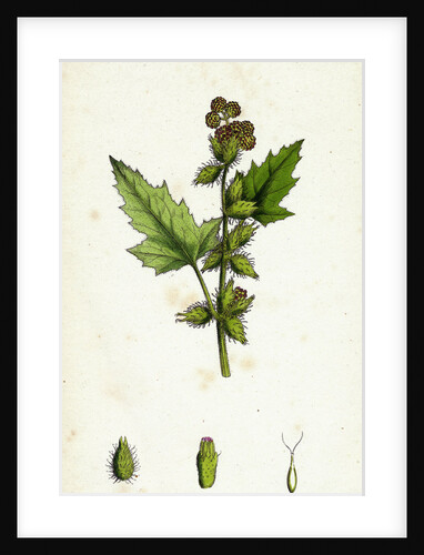 Xanthium Strumarium Common Bur-Marygold by Anonymous