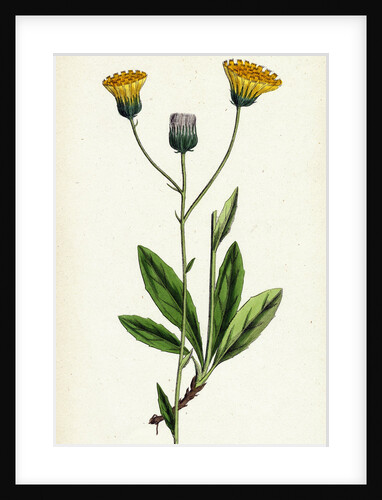 Hieracium Gothicum Naked-Headed Hawkweed by Anonymous