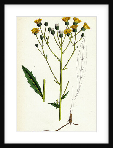 Hieracium Tridentatum Three-Toothed Hawkweed by Anonymous