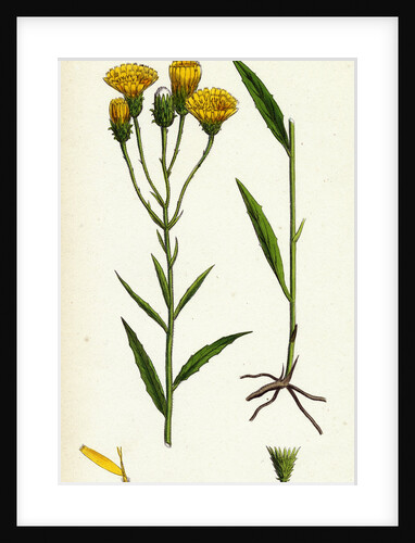 Hieracium Umbellatum Narrow-Leaved Hawkweed by Anonymous