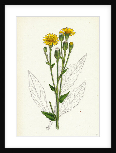 Hieracium Boreale Broad-Leaved Hawkweed by Anonymous