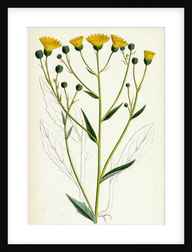 Hieracium Corymbosum Corymbose Hawkweed by Anonymous