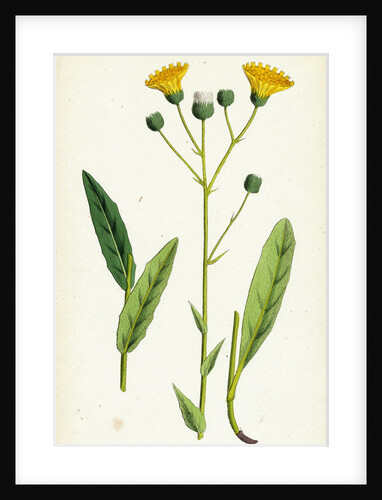 Hieracium Crocatum Saffron Hawkweed by Anonymous