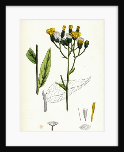 Hieracium Strictum Straight-Branched Hawkweed by Anonymous