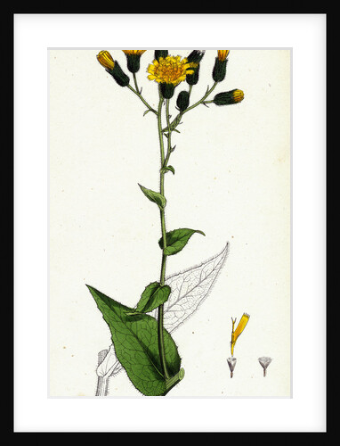 Hieracium Prenanthoides Rough-Leaved Hawkweed by Anonymous
