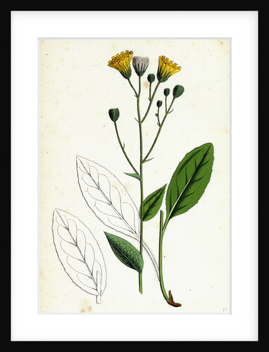 Hieracium Borreri Borrer's Hawkweed by Anonymous