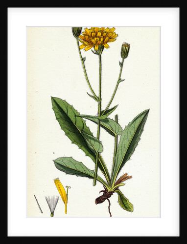 Hieracium Amplexicaule Amplexicaul-Leaved Hawkweed by Anonymous