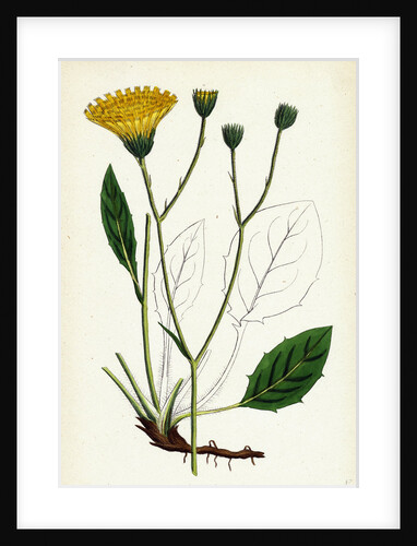 Hieracium Anglicum Var. Genuinum English Hawkweed Var. A. by Anonymous