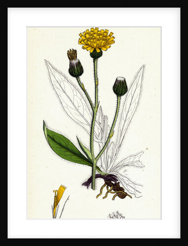 Hieracium Anglicum Var. Decipiens English Hawkweed Var. B. by Anonymous