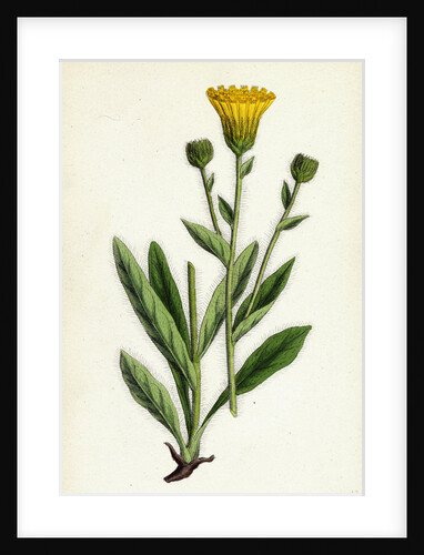 Hieracium Villosum Shaggy Hawkweed by Anonymous