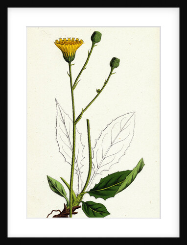 Hieracium Pallidum Pale Hawkweed by Anonymous