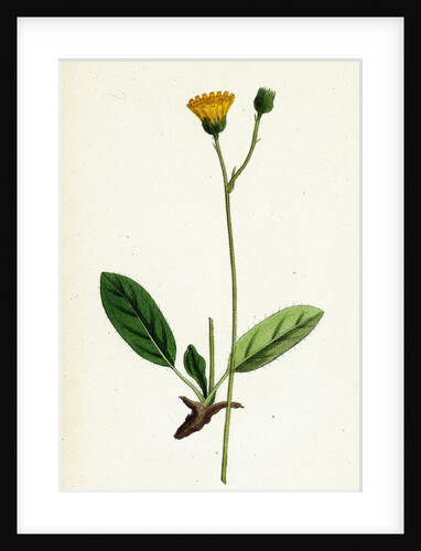 Hieracium Cinarescens Hairy-Leaved Hawkweed by Anonymous