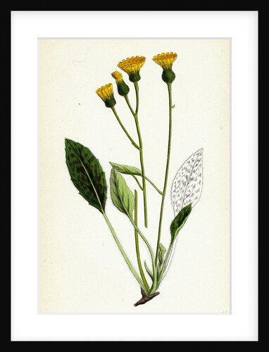 Hieracium Gibsoni Cat's-Ear Hawkweed by Anonymous