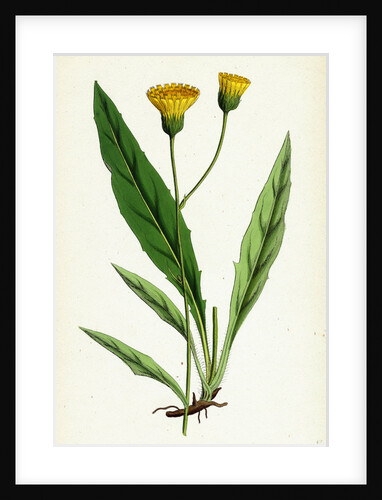 Hieracium Argenteum Silvery Hawkweed by Anonymous