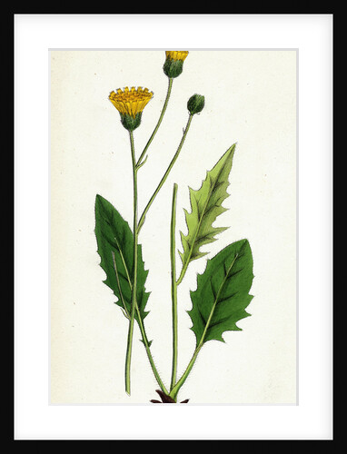 Hieracium Nitidum Scaly-Stalked Hawkweed by Anonymous