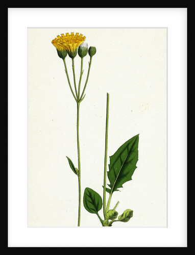 Hieracium Aggregatum Compact Hawkweed by Anonymous