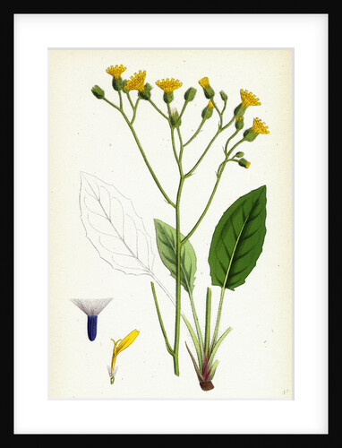 Hieracium Murorum Wall Hawkweed by Anonymous