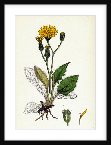 Hieracium Caesium Caesious Hawkweed by Anonymous