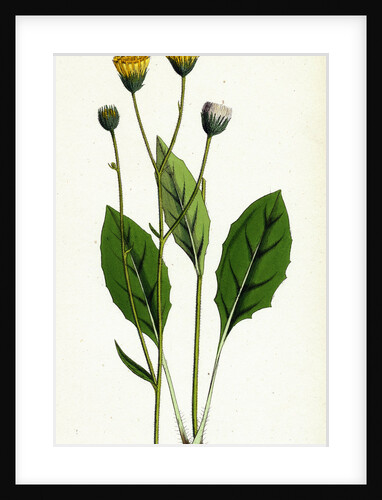 Hieracium Flocculosum Stellately-Downy Hawkweed by Anonymous