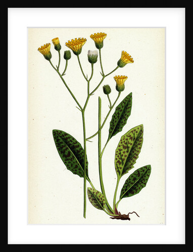 Hieracium Maculatum Spotted Hawkweed by Anonymous