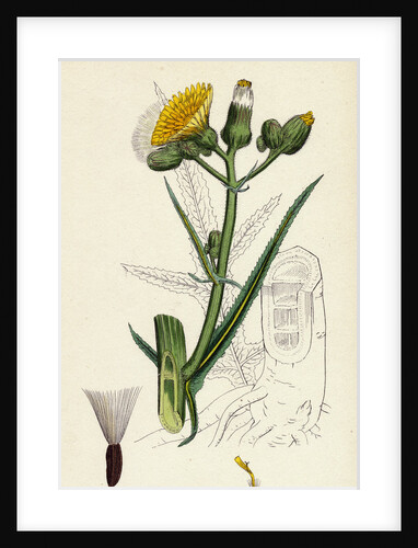Sonchus Palustris Marsh Sow-Thistle by Anonymous