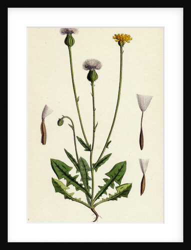 Crepis Foetida Stinking Hawk's-Beard by Anonymous